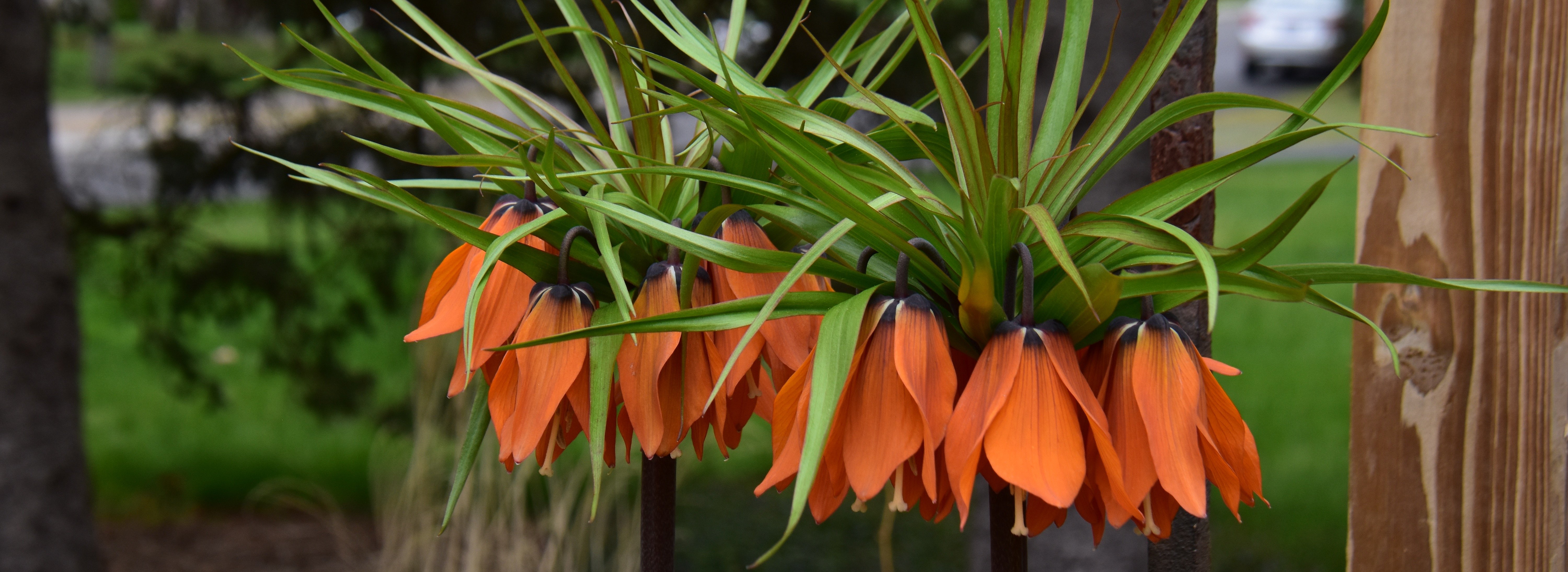 Fritillaria-rubra