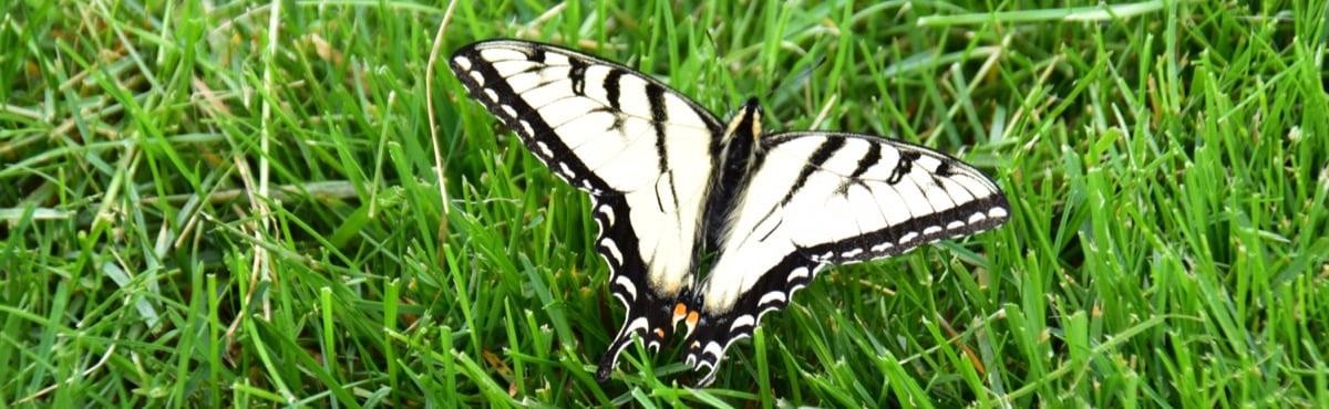 Swallowtail-ButterflyJPG