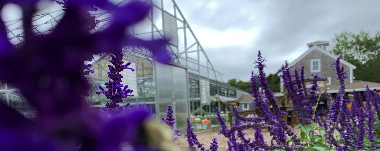 greenhouse